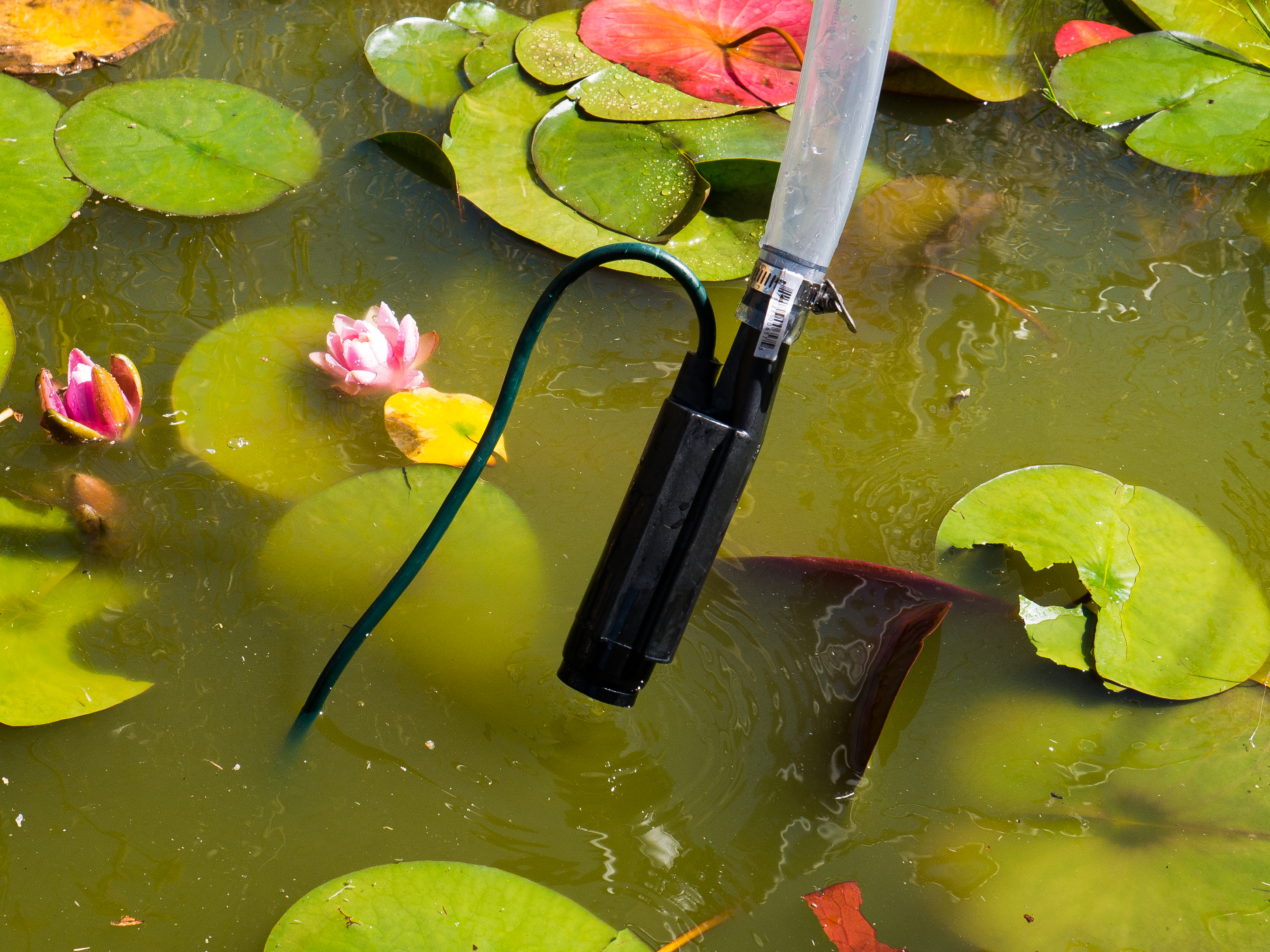 Pump in lily pond